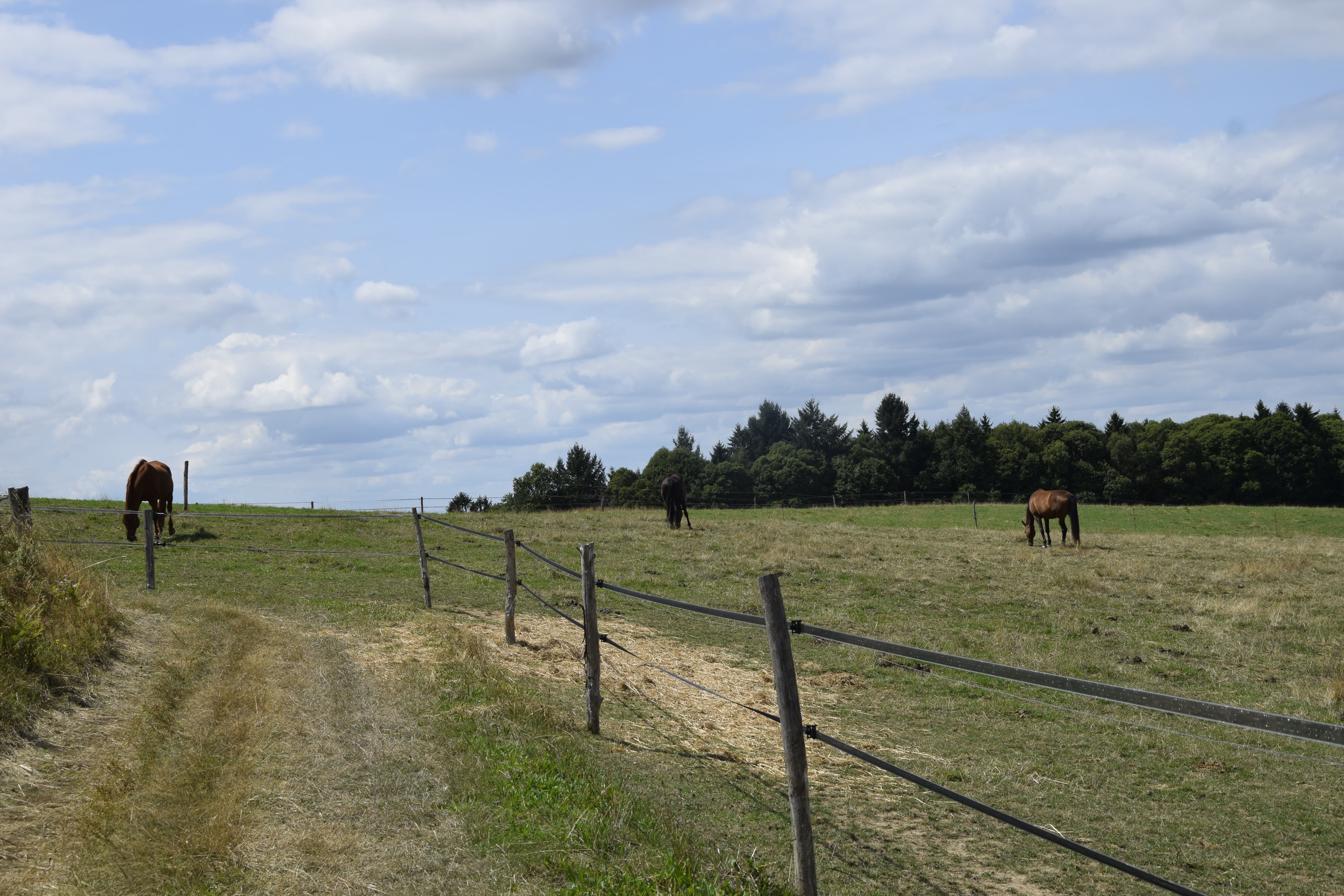 Paddocks spacieux