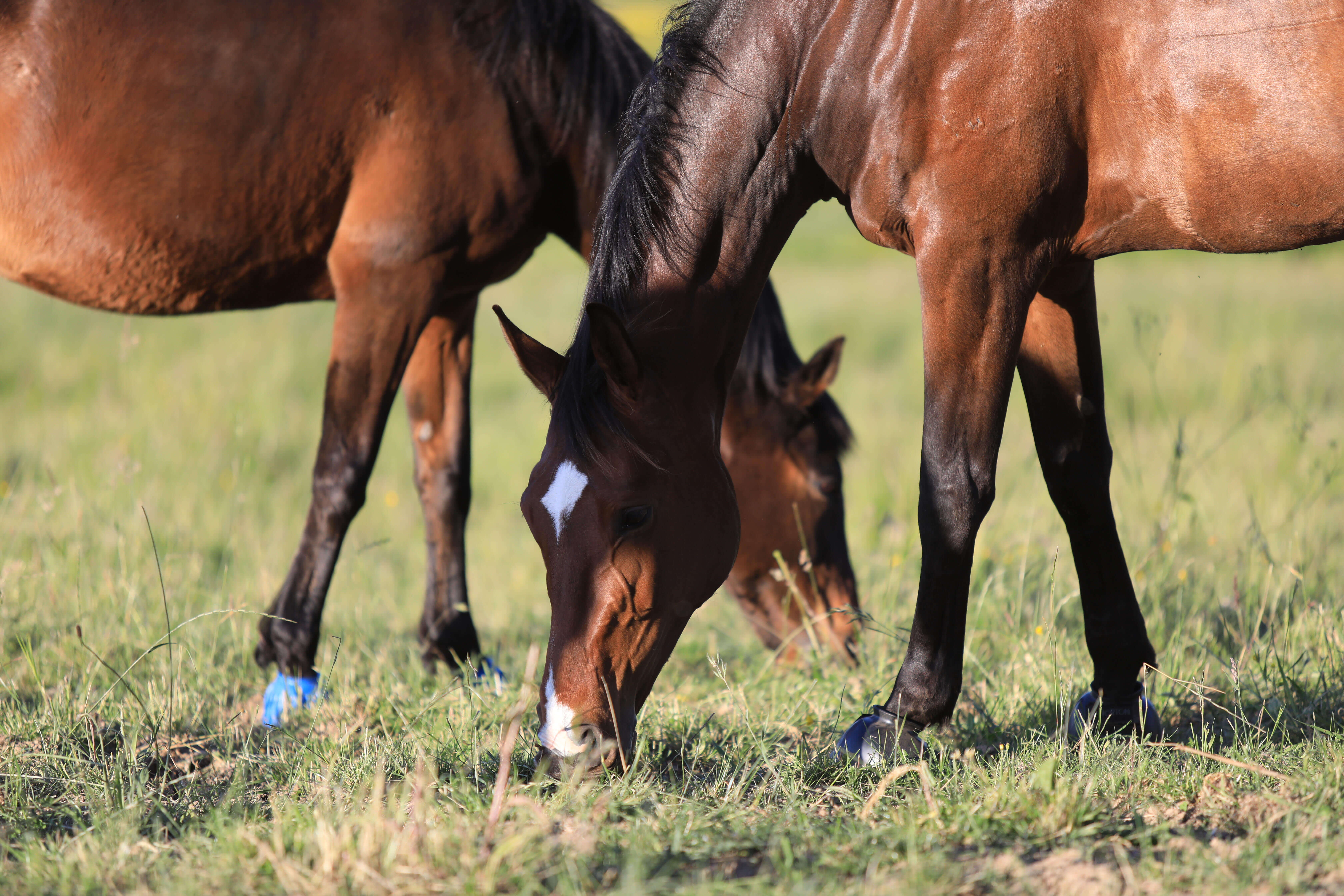 Chevaux au pré